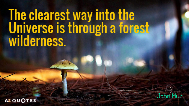 Cita de John Muir: El camino más claro hacia el Universo es a través de un bosque salvaje.