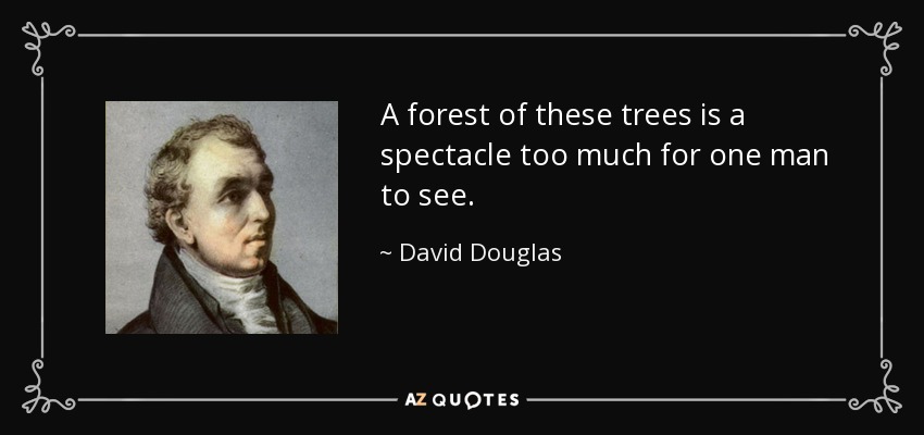 A forest of these trees is a spectacle too much for one man to see. - David Douglas