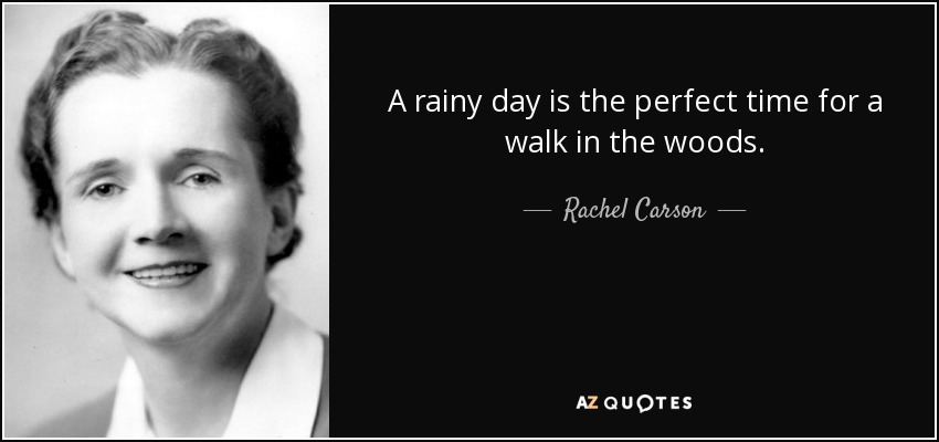 A rainy day is the perfect time for a walk in the woods. - Rachel Carson
