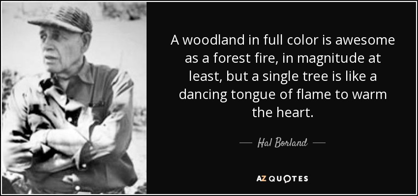 A woodland in full color is awesome as a forest fire, in magnitude at least, but a single tree is like a dancing tongue of flame to warm the heart. - Hal Borland