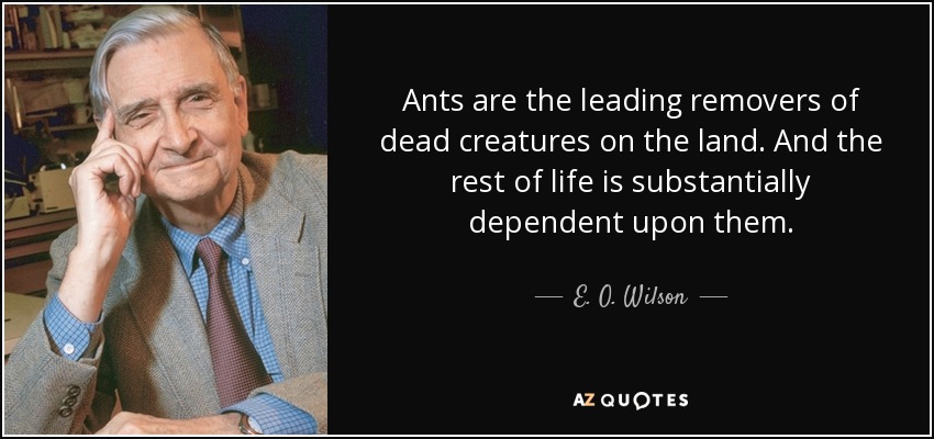 Ants are the leading removers of dead creatures on the land. And the rest of life is substantially dependent upon them. - E. O. Wilson