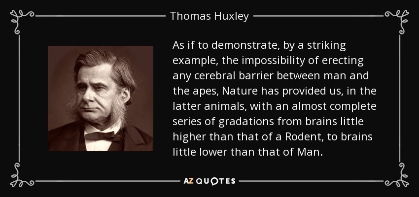 Como para demostrar, con un ejemplo sorprendente, la imposibilidad de erigir ninguna barrera cerebral entre el hombre y los simios, la Naturaleza nos ha proporcionado, en estos últimos animales, una serie casi completa de gradaciones desde cerebros poco superiores al de un Roedor, hasta cerebros poco inferiores al del Hombre. - Thomas Huxley