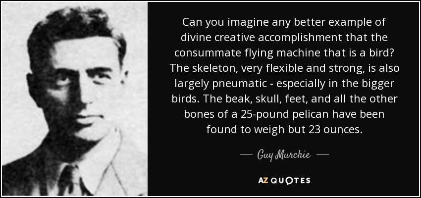 Can you imagine any better example of divine creative accomplishment that the consummate flying machine that is a bird? The skeleton, very flexible and strong, is also largely pneumatic - especially in the bigger birds. The beak, skull, feet, and all the other bones of a 25-pound pelican have been found to weigh but 23 ounces. - Guy Murchie