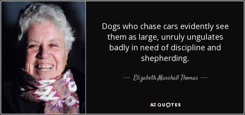 Los perros que persiguen coches evidentemente los ven como grandes ungulados revoltosos que necesitan disciplina y pastoreo. - Elizabeth Marshall Thomas