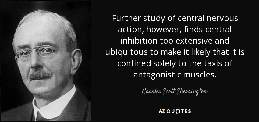 Further study of central nervous action, however, finds central inhibition too extensive and ubiquitous to make it likely that it is confined solely to the taxis of antagonistic muscles. - Charles Scott Sherrington