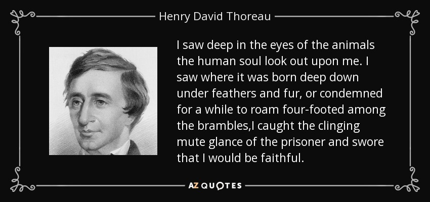 I saw deep in the eyes of the animals the human soul look out upon me. I saw where it was born deep down under feathers and fur, or condemned for a while to roam four-footed among the brambles,I caught the clinging mute glance of the prisoner and swore that I would be faithful. - Henry David Thoreau