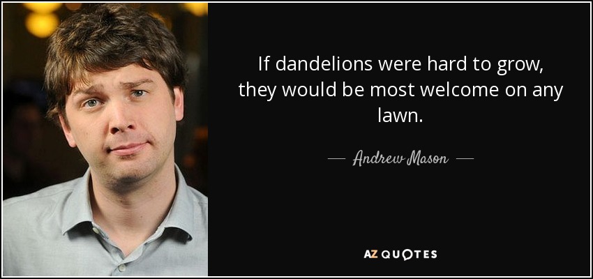 If dandelions were hard to grow, they would be most welcome on any lawn. - Andrew Mason