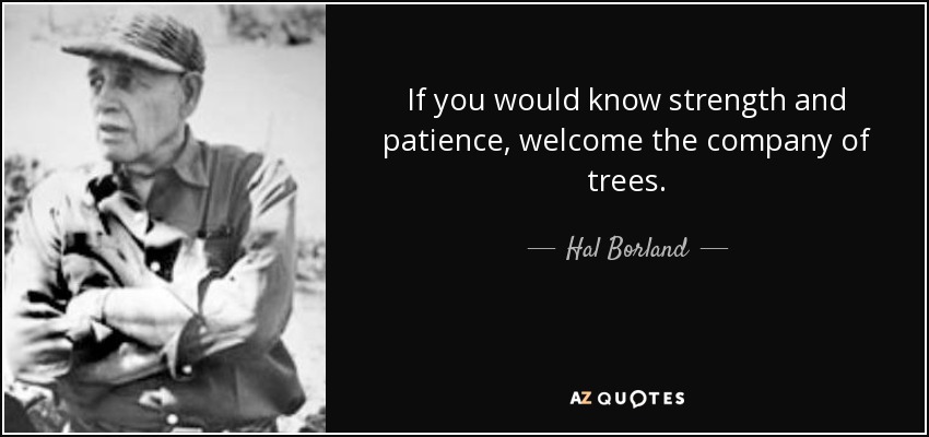 If you would know strength and patience, welcome the company of trees. - Hal Borland
