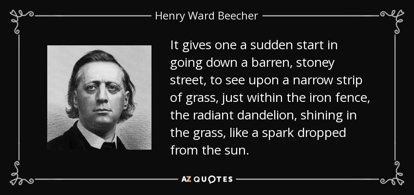 It gives one a sudden start in going down a barren, stoney street, to see upon a narrow strip of grass, just within the iron fence, the radiant dandelion, shining in the grass, like a spark dropped from the sun. - Henry Ward Beecher