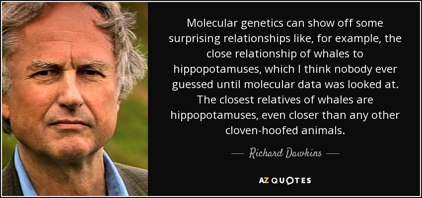 La genética molecular puede mostrar algunas relaciones sorprendentes como, por ejemplo, la estrecha relación de las ballenas con los hipopótamos, que creo que nadie había adivinado hasta que se examinaron los datos moleculares. Los parientes más cercanos de las ballenas son los hipopótamos, incluso más que cualquier otro animal de pezuña hendida. - Richard Dawkins