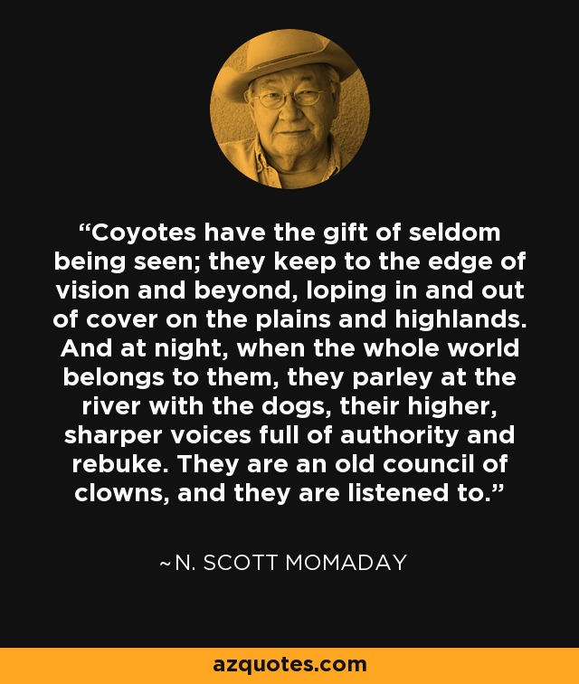 Coyotes have the gift of seldom being seen; they keep to the edge of vision and beyond, loping in and out of cover on the plains and highlands. And at night, when the whole world belongs to them, they parley at the river with the dogs, their higher, sharper voices full of authority and rebuke. They are an old council of clowns, and they are listened to. - N. Scott Momaday